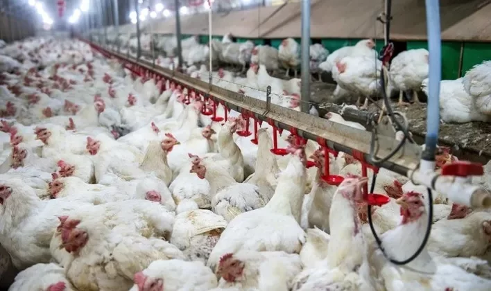 China suspende toda a importação de carne de frango e derivados do Brasil