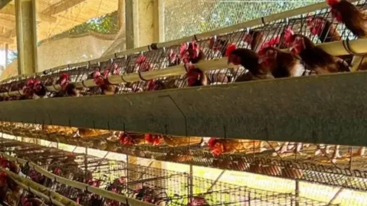 UE reabre mercado para carne de frango e peru do Brasil
